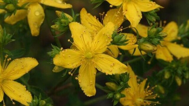 Uykusuzluğa iyi geliyor: Kantaron çayı