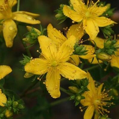 Uykusuzluğa iyi geliyor: Kantaron çayı