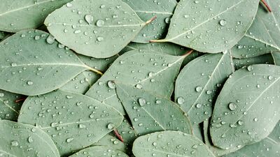 Diz ağrısına iyi gelen 7 bitki