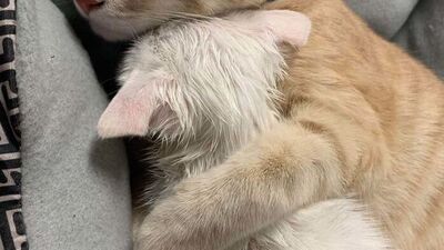 Sahiplenilmiş 40 sevimli hayvan