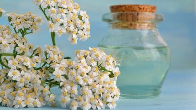 Yaraları iyileştirir: Civanperçemi