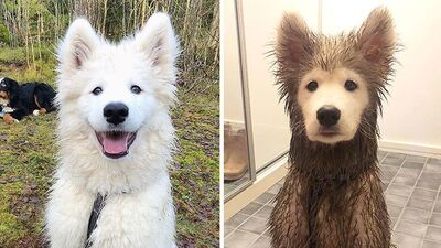 Köpeğinizi çamurda oynatmadan önce bir kez daha düşünün