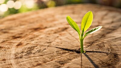 Yeniden başlasaydık hayata...