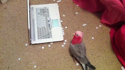 Yaramazlık yapan sevimli hayvanlar