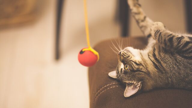 Kediniz için kendiniz oyuncak yapabilirsiniz!