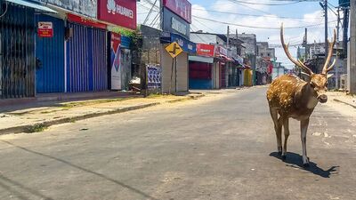 İnsanlar evlerde, hayvanlar şehirlerde