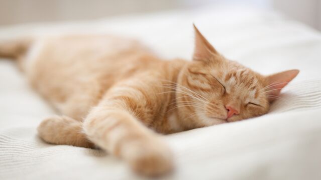 Kedinizin uyku pozisyonları ne anlama geliyor?