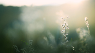 Sakin bir ruh hali edinmek istiyorsanız...