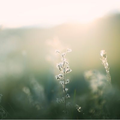 Sakin bir ruh hali edinmek istiyorsanız...