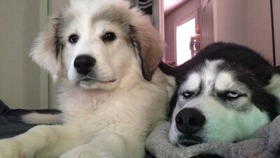 İnsanlar gibi poz veren bu hayvanlar çok sevimli!