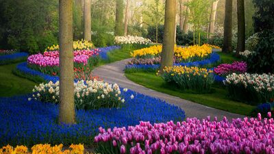 Dünyanın en büyük çiçek bahçesi: Keukenhof