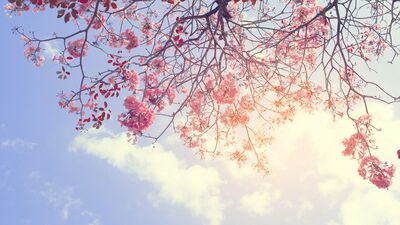 Hıdırellez: Bereketin şifanın ve niyetlerin orucu