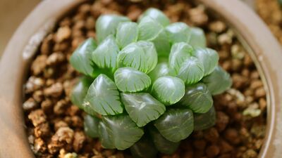 Kristal gibi görünen şeffaf sukulentler