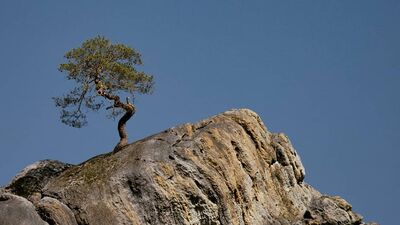 Yaşam sevinci ile tüm zorlukları aşmış ağaçlar