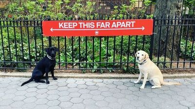 Hayvanlar da sosyal mesafe kuralına uyuyor!