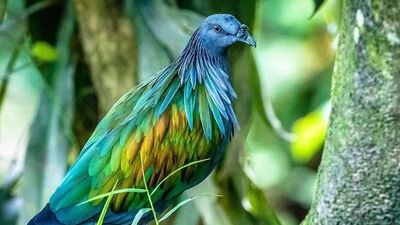 Dünyadaki en güzel 34 farklı güvercin cinsi