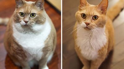 Fazla kilolarını vererek dönüşüme uğrayan 50 kedi