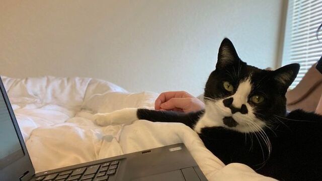 Dünyaya hediyelerini sunan hayvanlar