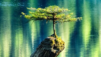 Doğa en güçlü iradeye sahiptir...