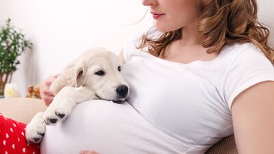 Köpekler hamileliği hisseder mi? Bebeğe alıştırmak için neler yapmalı?