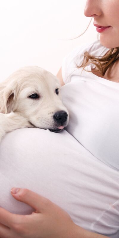 Köpekler hamileliği hisseder mi? Bebeğe alıştırmak için neler yapmalı?