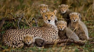 Tehlikeli açılardan 30 vahşi yaşam fotoğrafı
