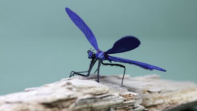 Kağıttan canlılar...