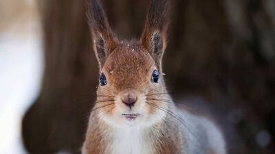 Finlandiya'nın el değmemiş ormanlarından kareler