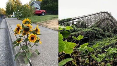 Doğanın yaşama tutkusu