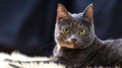 Annem kedimizden nefret ediyor