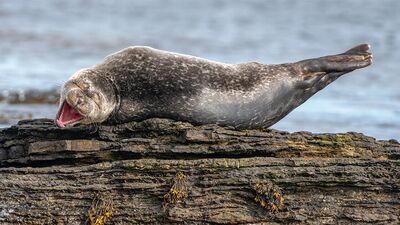 2020'nin komedi vahşi yaşam fotoğrafları