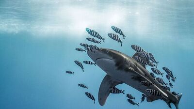 2020'nin en iyi su altı fotoğrafları