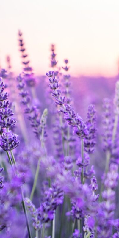 Lavanta kokulu köyün kadın muhtarı