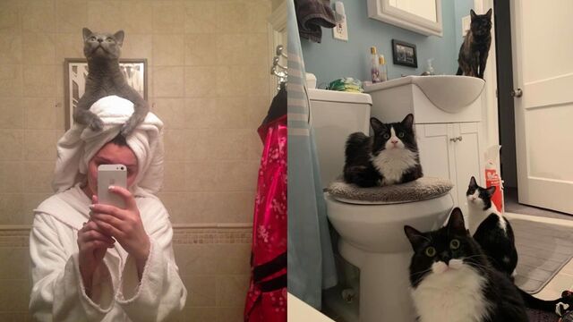 Sahiplerini asla rahat bırakmayan kediler