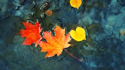 Sonbahara dair sözler...