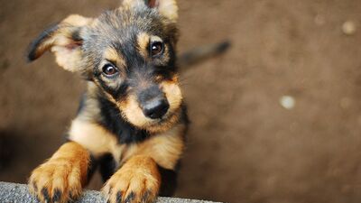 Hayvan Hakları Evrensel Bildirgesi