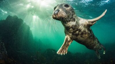 Son on yılın en iyi hayvan fotoğrafları