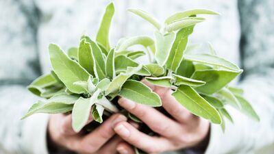 Adaçayı kadın sağlığını nasıl destekler?