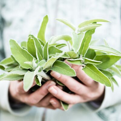 Adaçayı kadın sağlığını nasıl destekler?