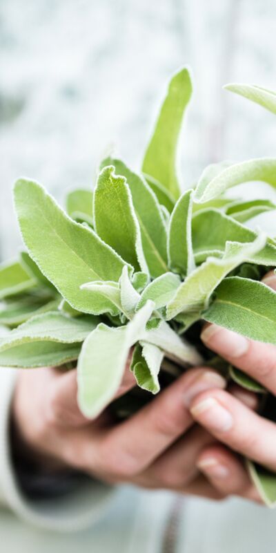 Adaçayı kadın sağlığını nasıl destekler?