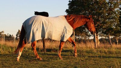 En iyi arkadaşlar...
