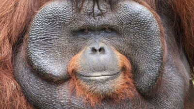 2020'nin en iyi hayvan fotoğrafları