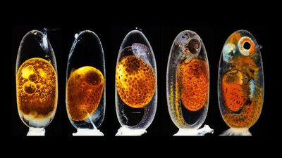 Nikon Küçük Dünya Yarışması'nın 2020 ödülleri sahiplerini buldu