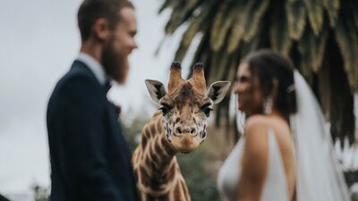 2020'nin en iyi düğün fotoğrafları