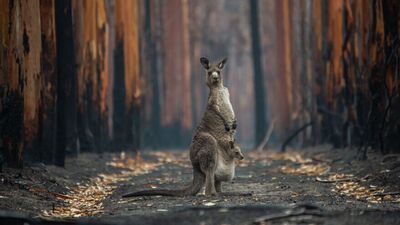 2020'nin en iyi doğa fotoğrafları