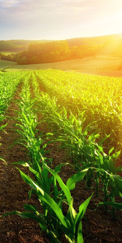 Tarım kooperatifi kuran kentli kadınlar