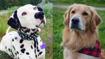 #ModelChallenge'ın en sevimli halleri