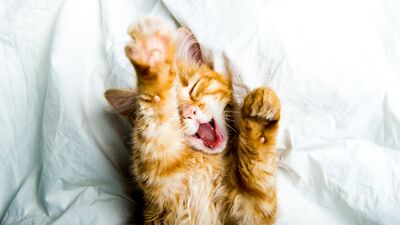 Uyandığımızda neden esneriz?