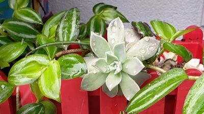 Terastaki bitkileri kardan nasıl korumalı?