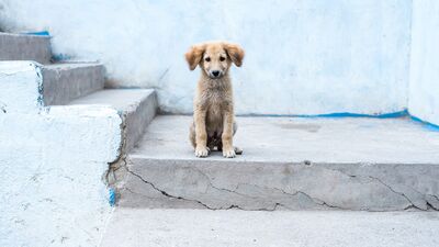 Hayvan hakları koruma yasası şart!